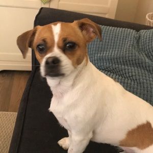 Meet your Posher, Molly